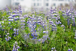 Blooming blue wild lupine (Lupinus perennis