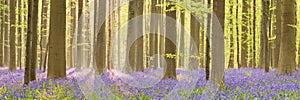 Blooming bluebell forest of in morning sunlight photo