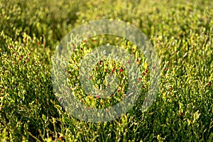 Blooming blueberries in the mountains