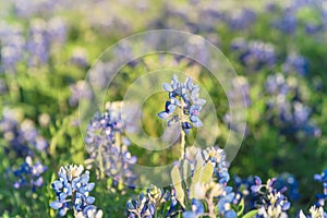 Blooming Bluebonnet wildflower at springtime near Dallas, Texas