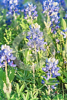 Blooming Bluebonnet wildflower at springtime near Dallas, Texas