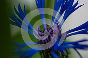 Blooming bluett bluebottle in detail