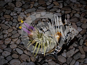 Blooming Blushing Bride Bromeliad in a Black and White Conch Shell