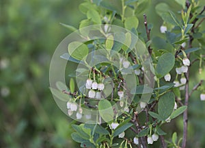 Blooming bog bilberry, Vaccinium uliginosum plants