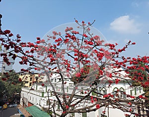 Blooming bombax ceiba,local name shimul ful at calcutta infront of Bangladesh high commissioner office denotes spring came.
