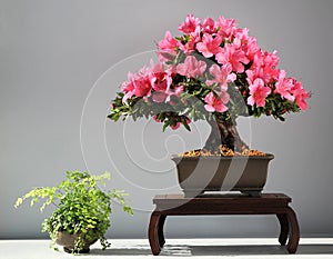 Blooming bonsai azalea