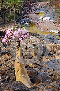 Blooming bottle tree on the bank of the stream. Wild nature. Yemen.