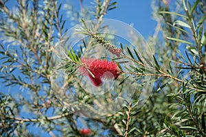 Blooming bottlebrush (Genus Callistemon) with its red cylindrical inflorescence