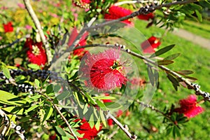 Blooming Bottlebrush Plant Callistemon citrinus. Red fluffy flower heads on the evergreen shrub