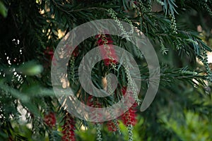 blooming bottlebush flower in the Spring