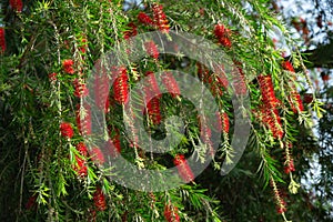 Blooming bottlebush flower in the Spring