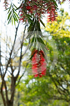 blooming bottlebush flower in Spring at vertical composition