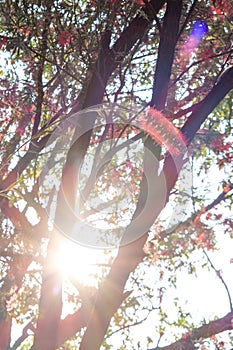 blooming bottlebush flower in Spring vertical composition with sunlight