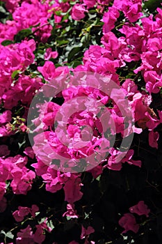 Blooming Bougainvillea as a background