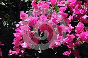 Blooming Bougainvillea as a background