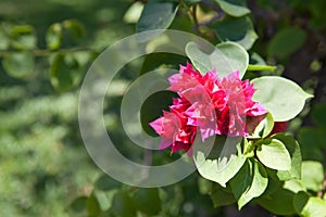 Blooming bougainvillea, Bougainvillea. Purple bougainvillea flowers. Bougainvillea flowers as a background.