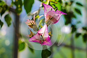 Blooming bougainvillea, Bougainvillea. Purple bougainvillea flowers. Bougainvillea flowers as a background. Floral background