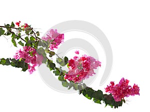 Blooming  Bougainvillea branch  isolated on white background. Selective focus