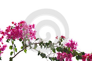 Blooming  Bougainvillea branch  of magenta color isolated on white background. Selective focus