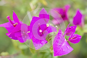 blooming bougainvillea close up with pistil