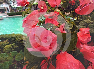 Blooming bougainvillea in the courtyard, Luxury swiming pool  in tropical garden