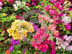 Blooming bougainvillea in the courtyard, Luxury  tropical garden. Multicolored flowers