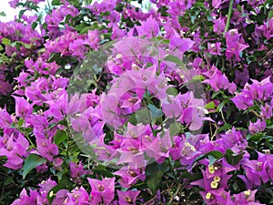 Blooming bougainvillea flowers background. Bright pink magenta bougainvillea flowers as a floral background