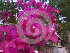 Blooming bougainvillea flowers background. Bright pink magenta bougainvillea flowers as a floral background