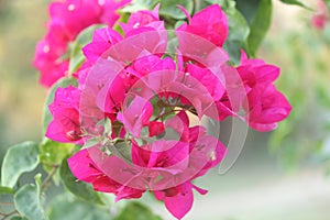 Blooming bougainvillea flowers background. Pink magenta bougainvillea flowers as a floral background. Bougainvillea flowers