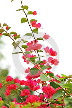 Blooming bougainvillea flowers