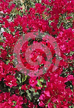 Blooming bougainvillea flowers at Cyclades islands Greece