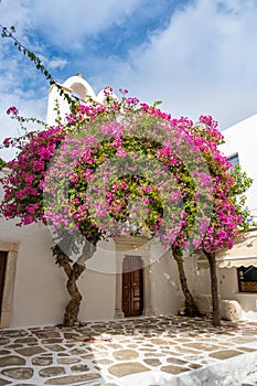 Blooming bougainvillea flowers, Greece