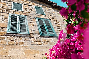 Blooming bougainvillea flowers on old stone wall of house with wooden windows background.