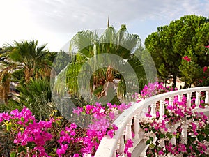 Blooming Bougainvillea Flowers