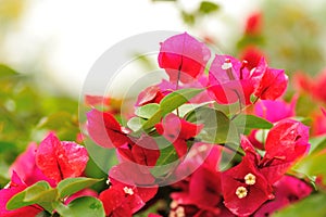blooming bougainvillea flowers in spring after rian