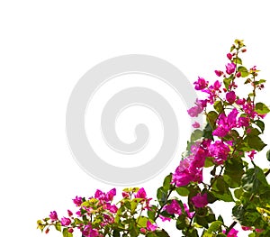 Blooming bougainvillea isolated on white background photo