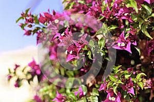 Blooming bougainvillea.Magenta bougainvillea flowers. bougainvillea flowers as a background. floral background