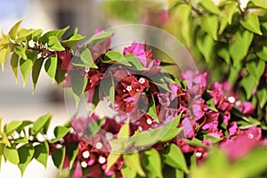 Blooming bougainvillea.Magenta bougainvillea flowers. bougainvillea flowers as a background. floral background