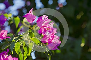 Blooming bougainvillea. Magenta bougainvillea flowers. Bougainvillea flowers floral background