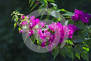 Blooming bougainvillea. Magenta bougainvillea flowers. Bougainvillea flowers floral background