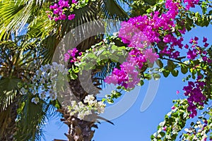 Blooming bougainvillea. Magenta bougainvillea flowers. Bougainvillea flowers floral background.