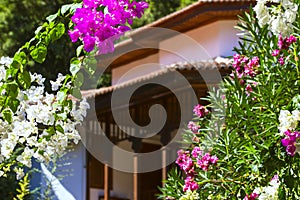 Blooming bougainvillea. Magenta bougainvillea flowers. Bougainvillea flowers floral background