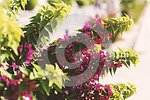 Blooming bougainvillea. Magenta bougainvillea flowers-Floral background. Copy space