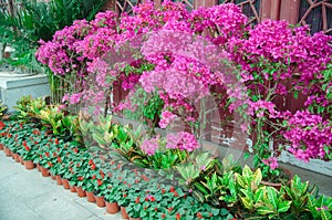 Blooming Bougainvillea of magenta color in the garden in Wuhan, China