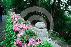 Blooming Bougainvillea of magenta color in the garden in Wuhan, China