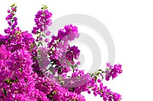 Blooming  Bougainvillea of magenta color  isolated on white background