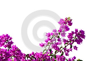 Blooming  Bougainvillea of magenta color isolated on white background. Selective focus