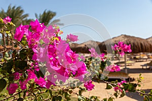 Blooming bougainvillea.Magenta bougainvillea flowers on the beach in Egypt