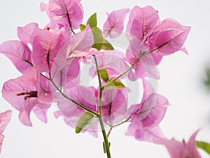 Blooming bougainvillea.Magenta bougainvillea flowers defocus background