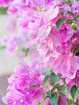 Blooming bougainvillea.Magenta bougainvillea flowers defocus background